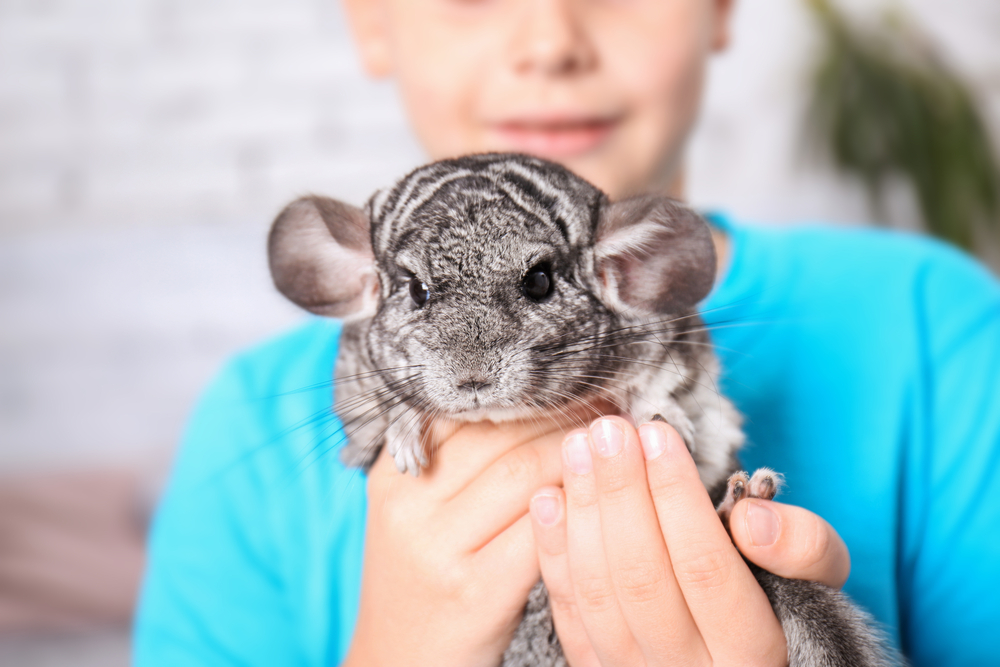 Exotic Pets: How to Care for Some of the Most Unique Pets - Gulf Coast