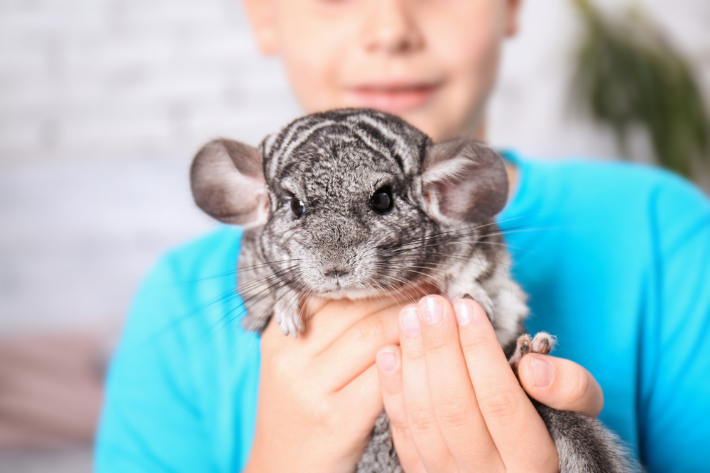 Exotic Pets How To Care For Some Of The Most Unique Pets Gulf Coast 