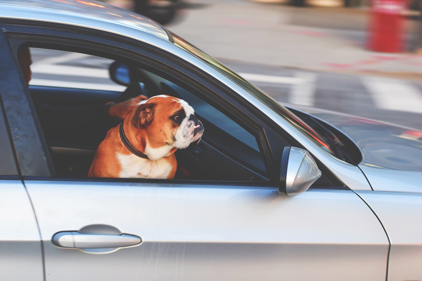 why do dogs get nervous in cars