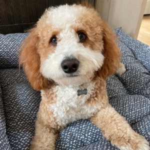 Goldendoodle happily sitting in bed looking at camera