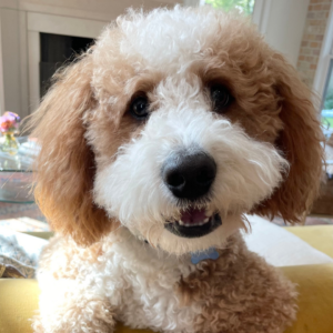 Goldendoodle happily standing on couch with front legs hanging of the back of the couch