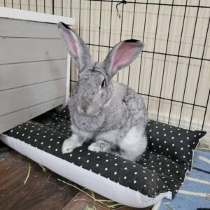 A large grey rabbit with chinchilla-like fur sits on a black and white polka dot cushion inside a wire pen enclosure.