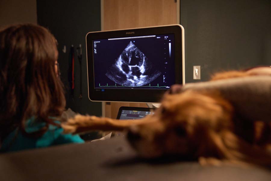 Veterinarian performing an ultrasound scan on a dog, showing a heart scan on the monitor