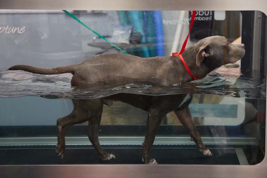 Dog undergoing hydrotherapy on an underwater treadmill for rehabilitation.