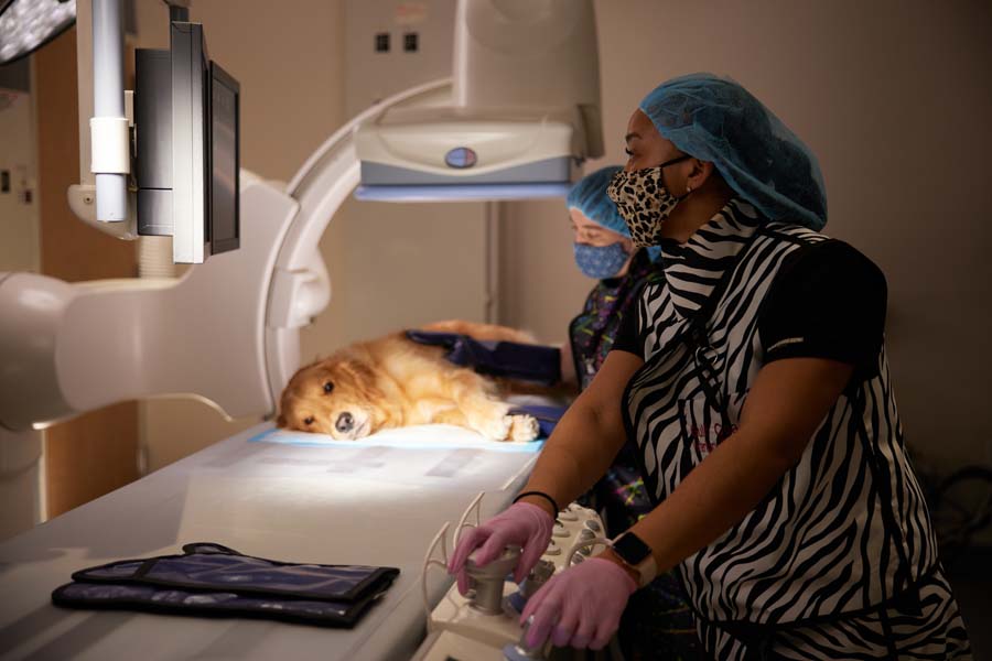 Veterinary team preparing a dog for a procedure under a C-arm fluoroscopy machine.