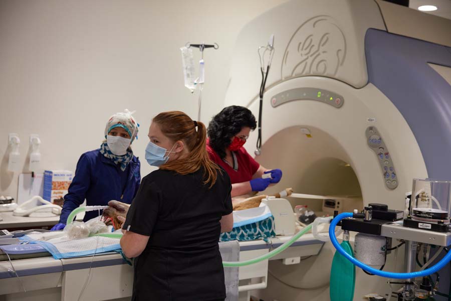 Veterinary staff preparing a dog for an MRI scan, with the dog positioned on the MRI machine.