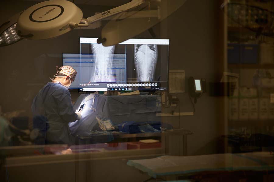 Veterinarian performing orthopedic surgery, with X-ray images displayed on monitors in the background.