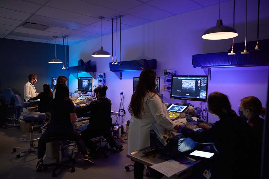 Veterinary staff using multiple ultrasound machines in a dimly lit room for diagnostic imaging.