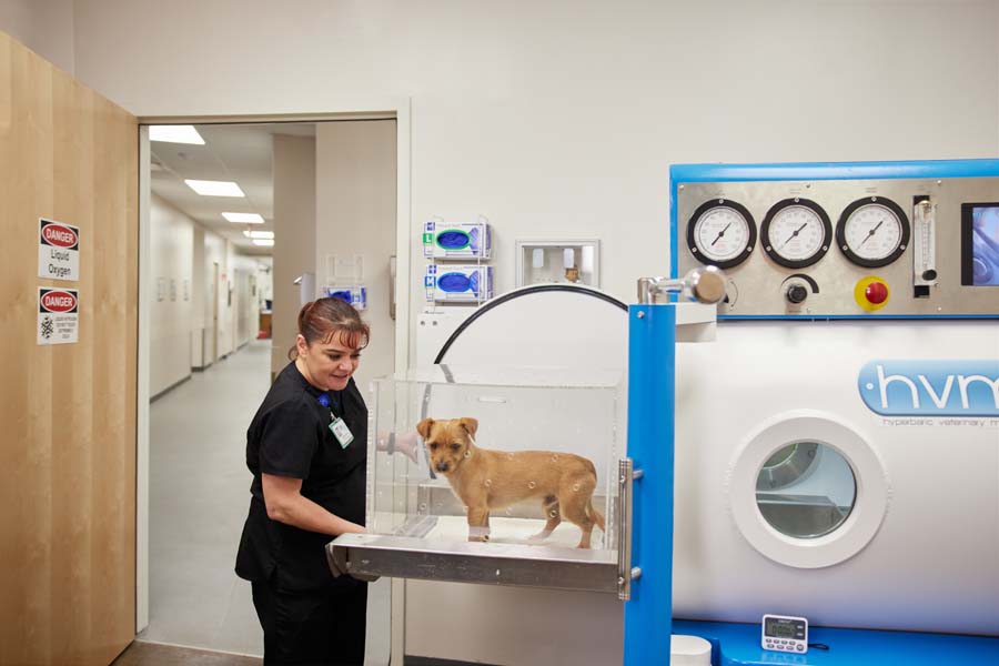 Veterinary nurse placing a small dog inside a hyperbaric oxygen therapy chamber for treatment.