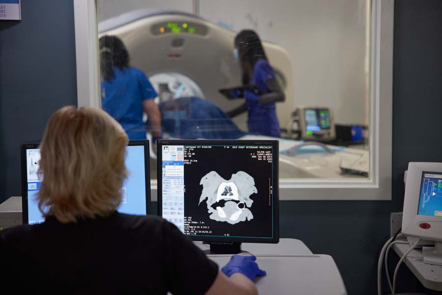 Veterinary radiologist reviewing a CT scan on a computer monitor, while technicians assist with the imaging process in the background.